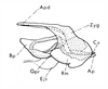 Brownacris microptera Dirsh, 1958: Fig. 11. male phallic complex, lateral view. (Otu).