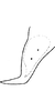 Anal tube processes on Distantasca serratipenis (Qin & Zhang, 2007): Anal tube process. (Observation).