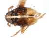 Habitus, dorsal view on Delphacodes securigera Muir, 1926: (Observation).
