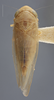 Habitus, dorsal view: !! display not done !! on Chlorotettix tunicatus Ball, 1900: Dorsal. Female. (Observation).