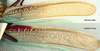 CollectionObject 1516845; a64ba13a-1639-45a5-a4bd-5efa60cd6db7: female right tegmen (syntype). (CollectionObject).