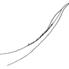 Pygofer appendages: !! display not done !! on Hebata (Hebata) fabalis (DeLong, 1930): Pygofer process, lateral view. (Observation).