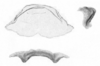 Ceuthophilus (Hemiudeopsylla) latipes Scudder, 1894: Figs. 91-91a-b. Epiphallus. (Otu).