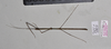 CollectionObject 1597518; QIMR T250918, b9f4e360-c55d-4e8d-a145-d1c3c428db39: copyright QM. male, dorsal view (paratype). (CollectionObject).