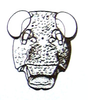 Pneumoracris browni Dirsh, 1963: Fig. 12, 3. male face. (Otu).