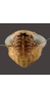 Head on Amblysellus raygozai Pinedo-Escatel, Becerra-Chiron, Torres-Moreno & Pérez-Valencia, 2020: sub-brachypterous male, anterior view. (Observation).