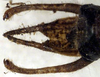 CollectionObject 1531884; 02d5478b-adca-49cc-826e-11c1ef61991a: male subgenital plate and cerci (holotype). (CollectionObject).