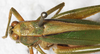 CollectionObject 1475916; NMW 14986, f7a6eafb-9a2b-49e2-a6d4-53969babec58: female, dorsal view (holotype of Theudoria nigrolineata). (CollectionObject).