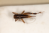 CollectionObject 1531299; f83e2ff5-29ac-4f62-9931-07564c9fac13: female #2, dorsal view (lectotype). (CollectionObject).