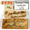 CollectionObject 1587261; MNHN(SF IMPORT DUPLICATE) MNHN-EP-EP1171, a0238163-9841-4b19-bf58-04f0cd3de58d: CC BY-NC-ND 4.0/MNHN - Depraetere Marion - 2014. Type, female, of pallens Serville, 1831. Specimen number: MNHN-EP-EP1171. http://coldb.mnhn.fr/catalognumber/mnhn/ep/ep1171. (CollectionObject).
