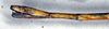 CollectionObject 1561774; aaeb378d-c1e3-4679-8404-e921a2530f55: copyright NMW, Vienna. female: end of abdomen, lateral view (holotype). (CollectionObject).