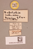 CollectionObject 2044779; 952277e3-6f55-4a36-9af5-b126fb704d76, NHMUK015982318: Batrachidacris rubridens Uvarov, 1929. labels (paratype). (CollectionObject).