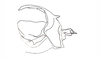 Dichroplus patruelis (Stål, 1861): Fig. 27. cingulum and endophallus, lateral view. (Otu).
