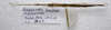 CollectionObject 1584636; 0c979464-3c6f-411c-ad7b-a9487ee23aab: (CollectionObject).