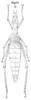 Hybusa occidentalis (Westwood, 1843): Pl. 5, Fig. 10. female (body length 50 mm, pronotum 7.5 mm, hind femur 19.5 mm). (Otu).