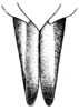 Drymacris nebulicola (Rehn, 1929): Pl. 1, Fig. 5 (after allotype). female abdomen tip, dorsal view. (Otu).