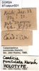 CollectionObject 1502911; e4e58ae3-53e9-41a3-a94a-44dc3106dab6: labels. (CollectionObject).