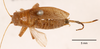 CollectionObject 1585708; 650e0a5c-cfb3-4512-9b6b-174905273d0a: female, dorsal view (syntype of Hapithus quadratus). (CollectionObject).