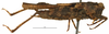 female, lateral view (syntype). Depicts CollectionObject 1506785; c5f55a45-9389-4d17-8fc4-08ee7c6ebab9, a CollectionObject.