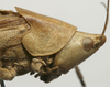 CollectionObject 1536021; 7e8f752a-ac19-40e2-a8a8-4b86632c29ec: male head and pronotum, lateral view. (CollectionObject).