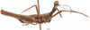 CollectionObject 1581854; 43eed837-b4c5-4512-a4ec-63f693b7ec20: male, lateral view (holotype). (CollectionObject).