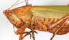 CollectionObject 1586730; c0158797-ee4d-4202-9407-7eb1ed46aaad: female, head and pronotum, lateral view (syntype). (CollectionObject).