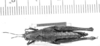 CollectionObject 1524882; 6d68c9e3-bb9f-4ade-9f3b-2eab8037fd72: female, dorsal view (holotype). (CollectionObject).