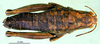 CollectionObject 1567291; 80fc37b2-a585-4321-8f44-2a5ac00dbc50: female, dorsal view (paralectotype). (CollectionObject).