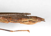 CollectionObject 1560330; ca000423-a4f7-4050-b830-2e72b4792321: copyright ZMHB, Berlin. female: end of abdomen, lateral view of synonym Nescicroa rammei (paratype). (CollectionObject).;CollectionObject 1560331; 594a46b5-e6ab-42e5-84cd-e9497637845d: copyright ZMHB, Berlin. female: end of abdomen, lateral view of synonym Nescicroa rammei (paratype). (CollectionObject).