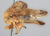 Habitus, lateral view: !! display not done !! on Telamona reclivata Fitch, 1851: (Observation).