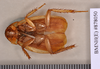 Methana soror (Saussure, 1864): Holotype, unsexed, ventral. BMNH(E)#878050. (Otu).