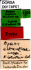 CollectionObject 1505066; 954483f9-48f1-4f17-b830-b52d091b5253, DORSA D017AF01: labels (syntype). (CollectionObject).