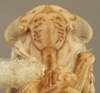 Head on Ceratagallia aplopappi (Oman, 1933): Head/Face. (Observation).