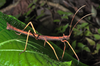 CollectionObject 1564085; 778559a9-acc6-492d-9f04-cefe26ea80e8: copyright Philippe Lelong ASPER. male, lateral view (holotype). (CollectionObject).