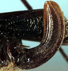 CollectionObject 1517187; 25d03a9c-d31f-431f-861b-2aeffa283fa6: female ovipositor (holotype of A. micans). (CollectionObject).