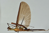 CollectionObject 1560952; USNM(SF IMPORT DUPLICATE) 7349, 87ff6108-e634-4e76-bc4e-a73b361b0010: copyright USNM, Washington. (CollectionObject).
