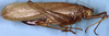 Platychiton surinamus Beier, 1960: female, lateral view (allotype). (Otu).
