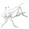 Anurogryllus (Urogryllus) toltecus (Saussure, 1874): Fig. 7*. habitus, lateral view. (Otu).