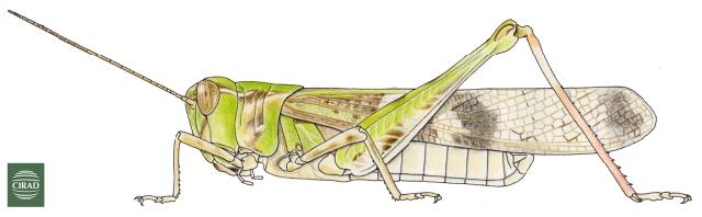 Page 239, Figure 2. male habitus. Depicts Oedaleus senegalensis (Krauss, 1877), an Otu.