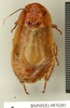 CollectionObject 1572938; 2558abf9-9c47-494e-818a-a73cb71c0e10: Copyright Natural History Museum, London. Non-type (adult female) in BM(NH). Dorsal view. (CollectionObject).