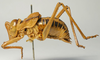 CollectionObject 1516788; a223157b-dcba-47f7-94d4-c2809c809084: male, lateral view (syntype). (CollectionObject).