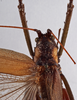 CollectionObject 1534721; 749d7da9-5053-4fe6-beab-5221844bc758: female pronotum, dorsal view (allotype). (CollectionObject).