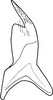 Stylus: !! display not done !! on Maiestas latifrons (Matsumura, 1902): Stylus. (Observation).