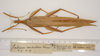 CollectionObject 1562287; abdeb8a4-e709-43a8-b887-1a9168f0d802: copyright ZMUH, Hamburg. female, dorsal view (holotype). (CollectionObject).
