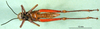 CollectionObject 1501147; 7399fed1-9acd-40c3-9b68-5fa7dff6c661, DORSA BA000582S01: female, ventral view (holotype). (CollectionObject).