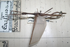 CollectionObject 1557786; 993cacdb-0162-413c-a6b3-22379094279d: copyright MNHG, Geneva. male (syntype). (CollectionObject).