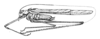 Arethaea carita Scudder, 1902: Pg. 162, Fig. 68 (after allotype). male, lateral view (body length 16mm). (Otu).