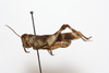 CollectionObject 1581012; 2902210c-c4d3-4ae5-b2ff-761e11c3deb8: male, lateral view (syntype). (CollectionObject).