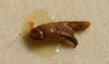 CollectionObject 1517196; 22cdfdac-5157-444e-9fd3-f7c0f9bdc7c3: male cercus (holotype). (CollectionObject).