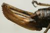 CollectionObject 1535999; 25cec098-28a3-4ec8-bfbb-05541a3bfd3b: female ovipositor (paralectotype). (CollectionObject).